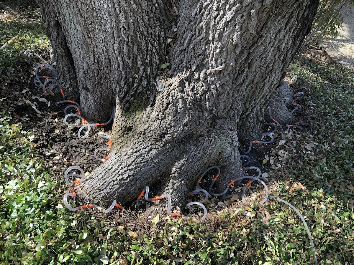 Detailed Tree Cabling and Bracing job site in Pleasant Hope