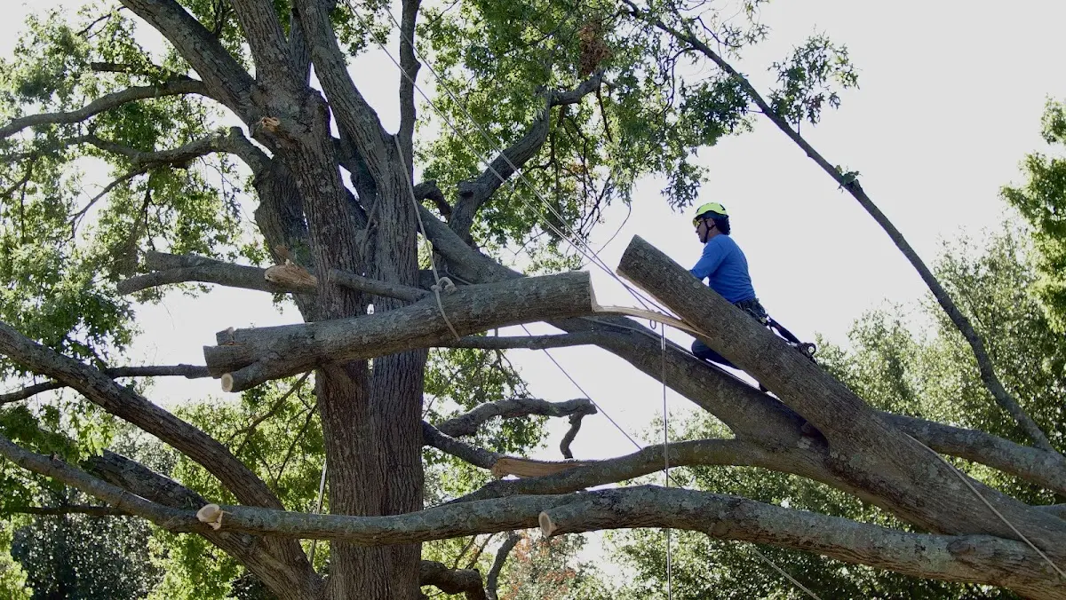 Professional Crown Thinning performed by certified arborists in Pleasant Hope