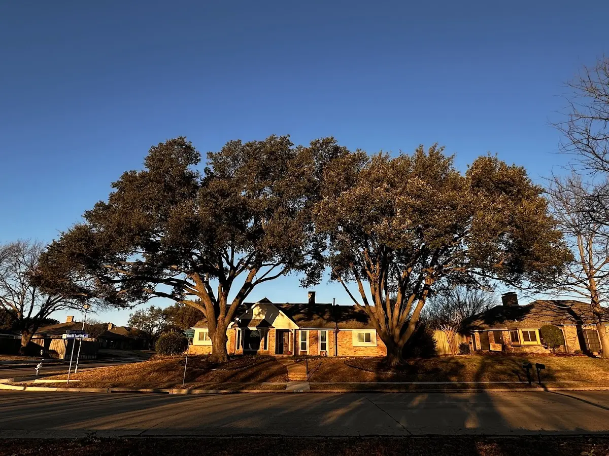 Established residential canopy tree shading a home in Pleasant Hope